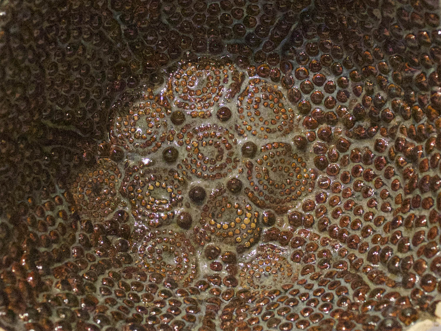 Trypophobia